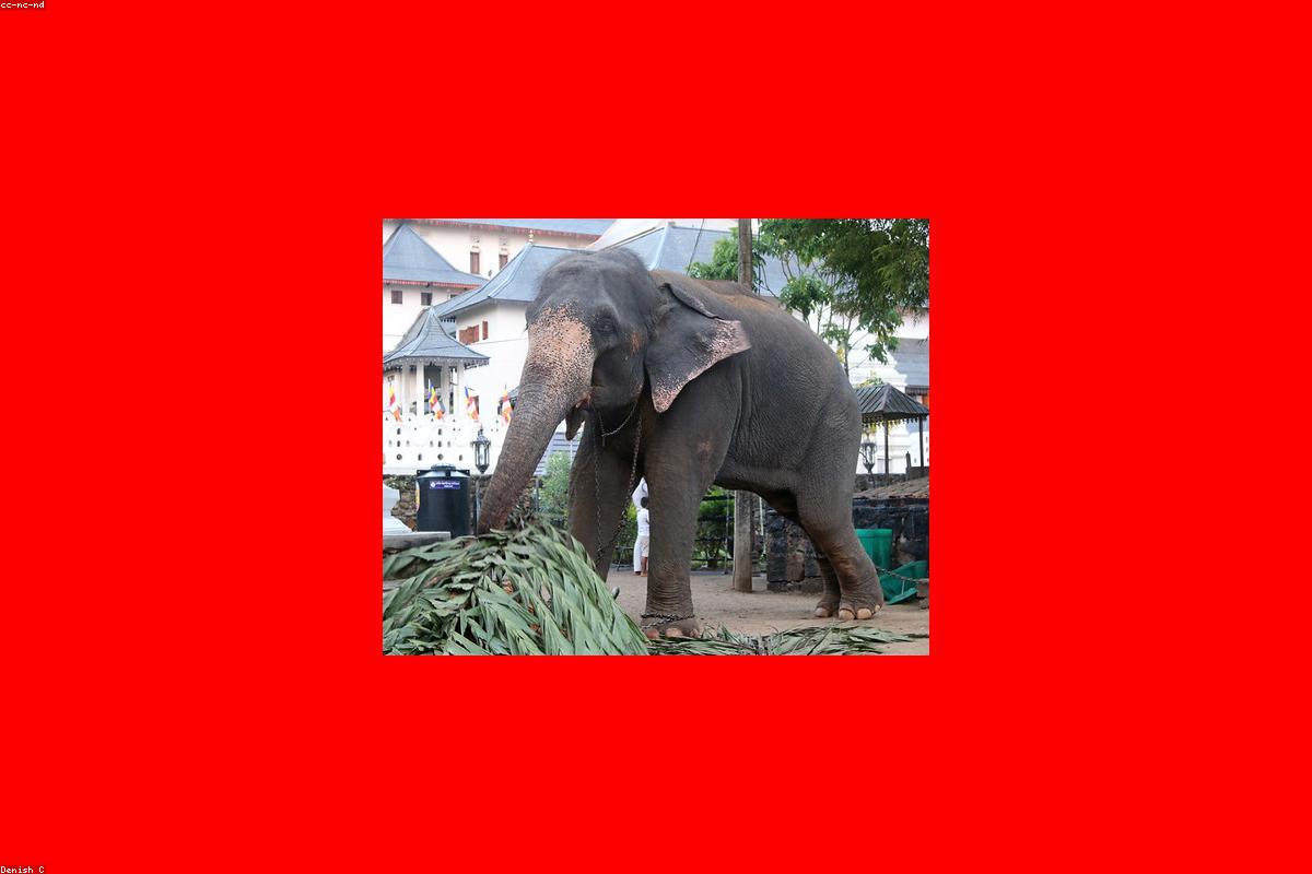 10 Reasons why Muthiyangana Raja Maha Vihara should be on your bucket list