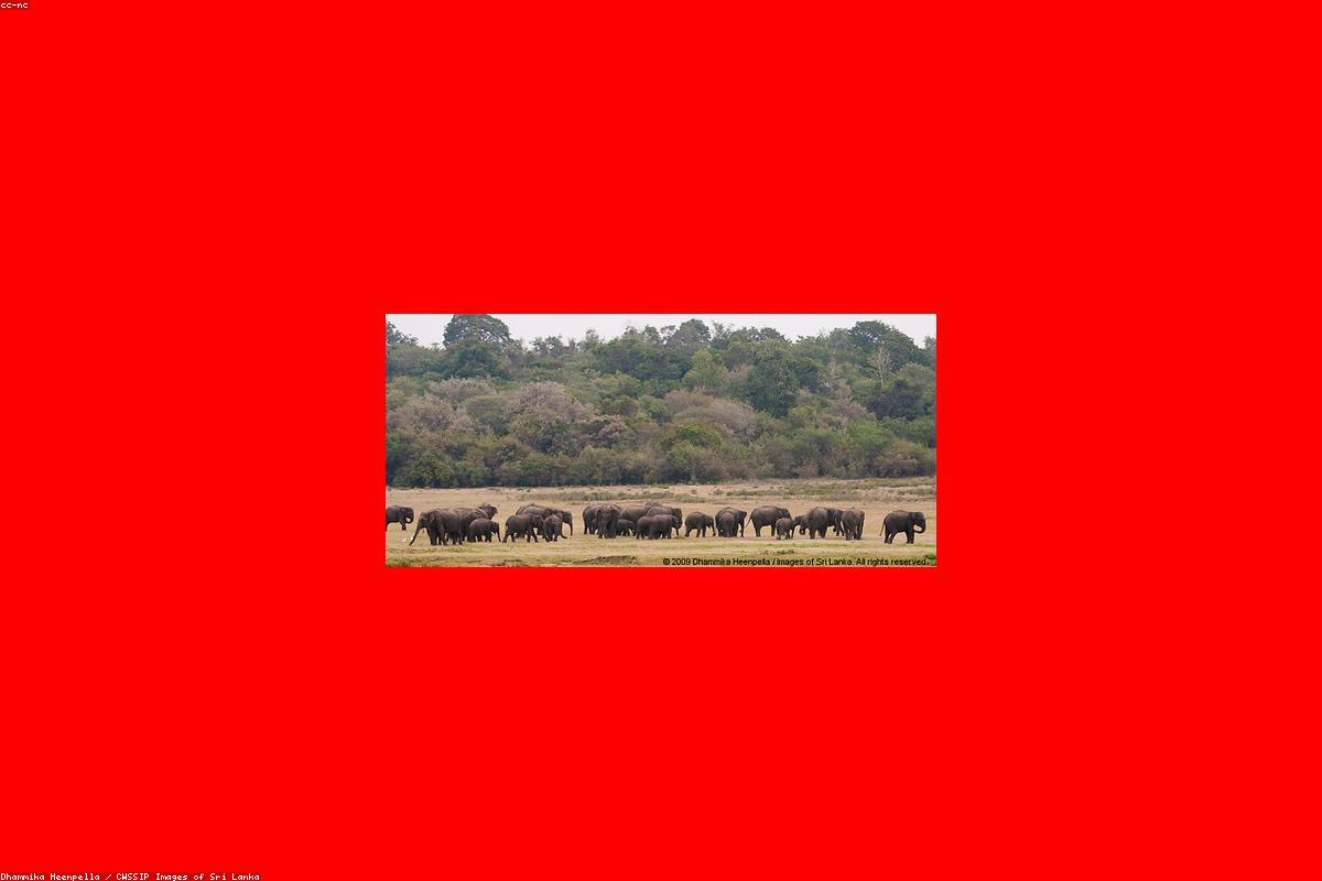 10 أسباب تجعل دار أيتام Pinnawala Elephant ضمن قائمة أمنياتك