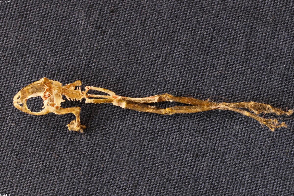 10 أسباب تجعل Ruwanwelisaya مدرجة في قائمة أمنياتك