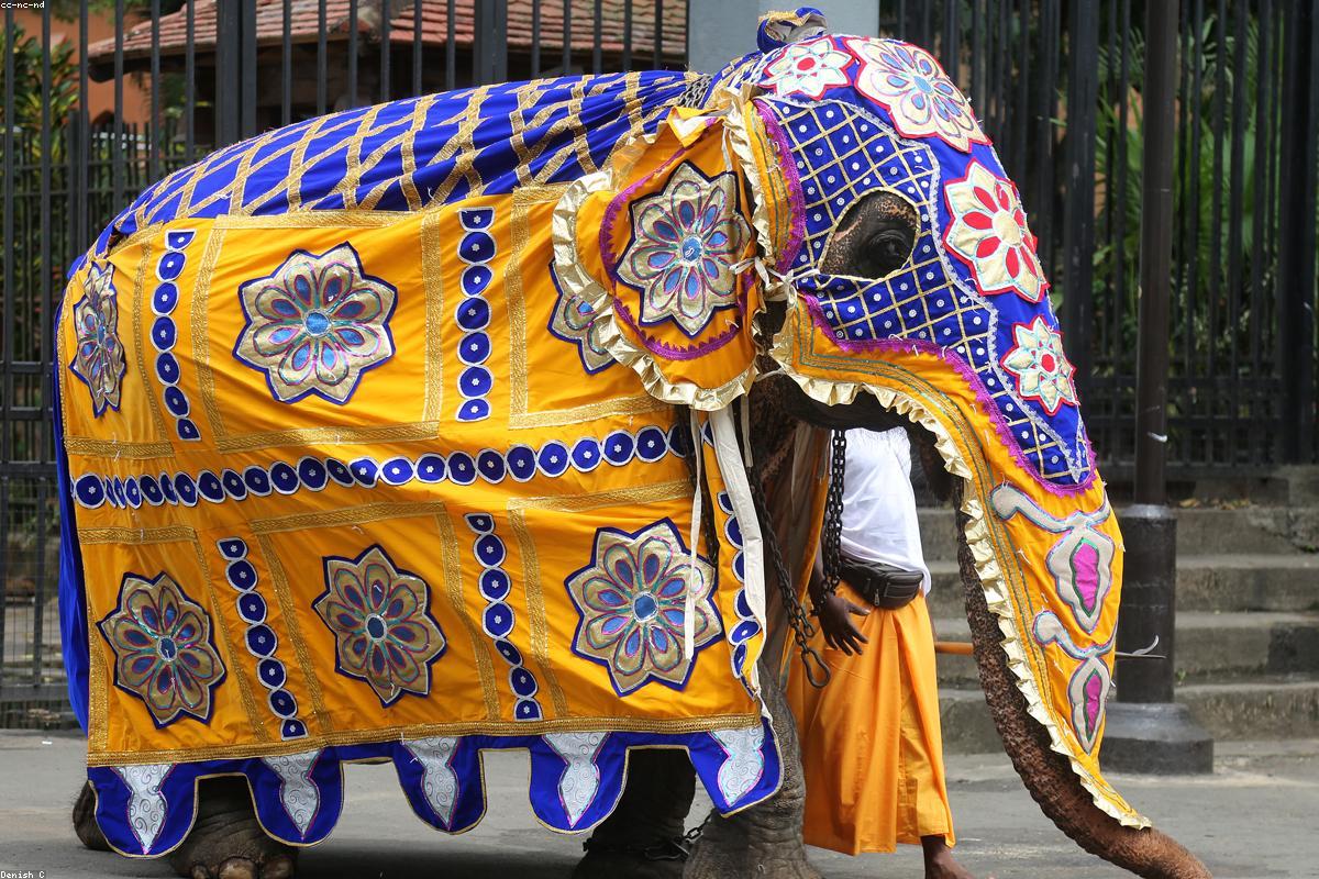 وجهة نظر مصور: التقاط جمال حديقة بطاطا الزراعية التكنولوجية