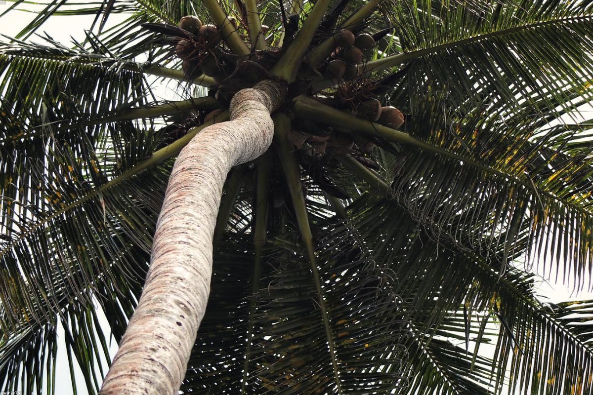 استكشاف الجواهر الخفية لشاطئ Ahangama