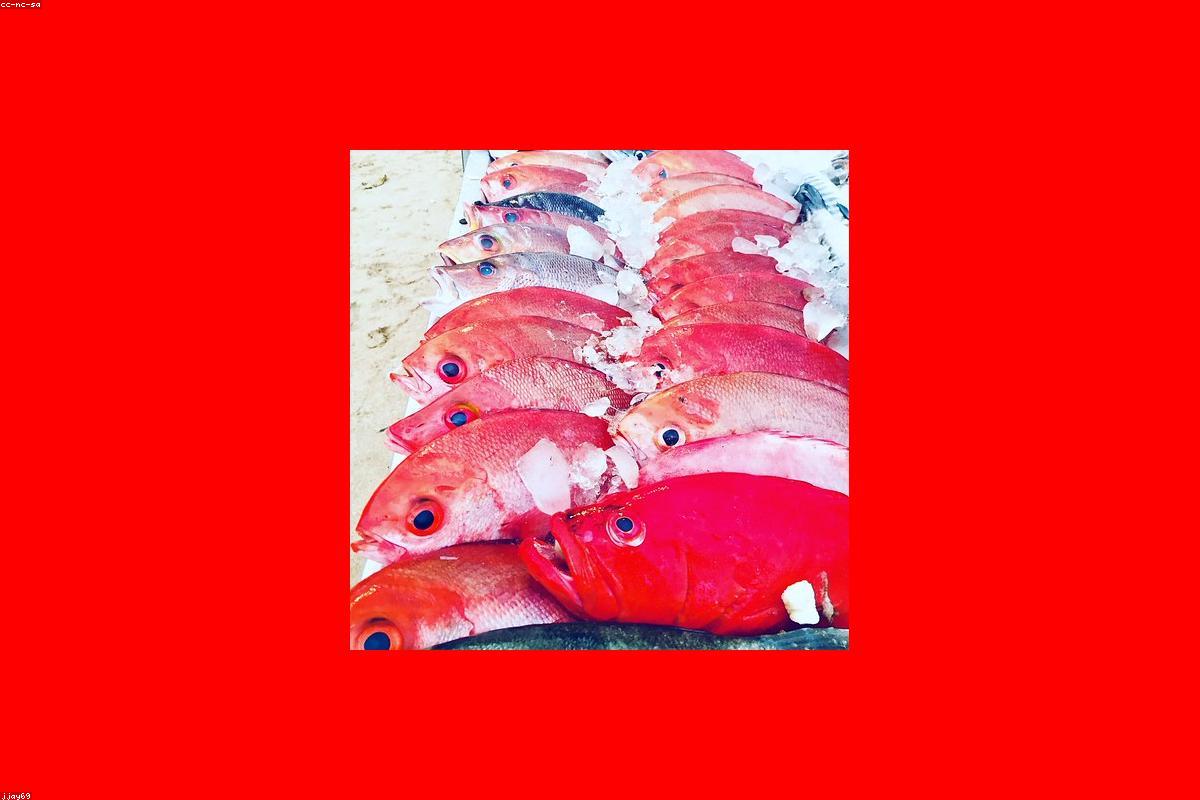 Exploring the hidden gems of Mirijjawila Botanical Garden