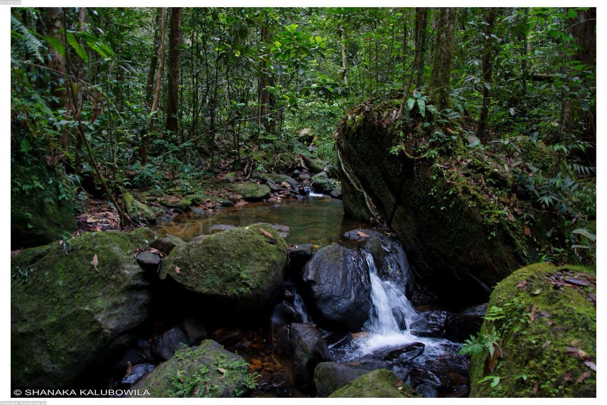 استكشاف الجواهر الخفية في Yoda Wewa