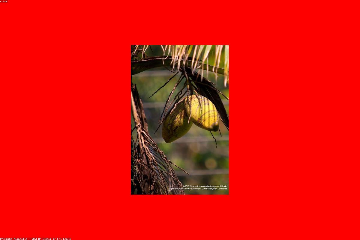 كيف تقضي عطلة نهاية أسبوع مثالية في مسجد كيشيمالاي