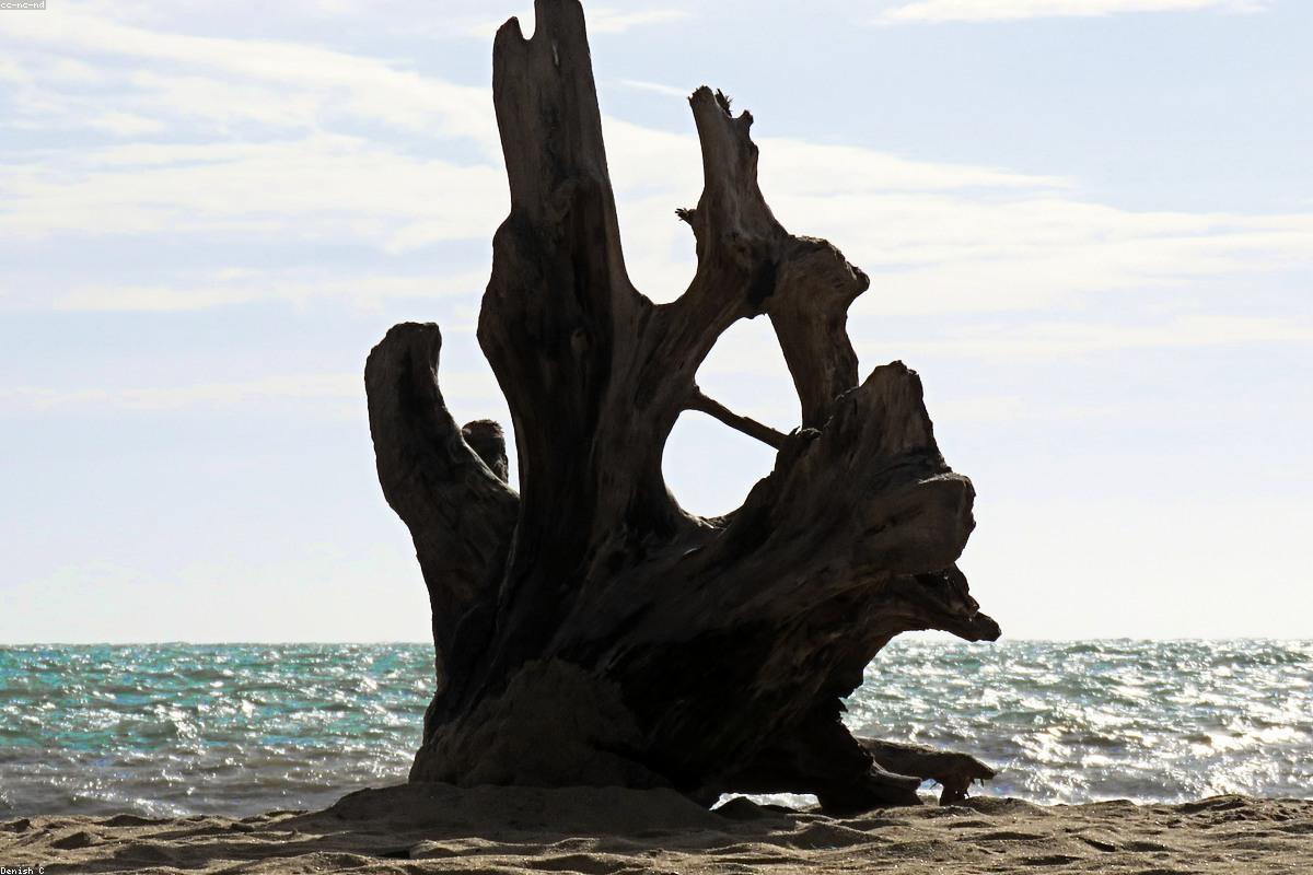 تم الكشف عن أفضل الأسرار المحفوظة في حديقة بيرادينيا النباتية