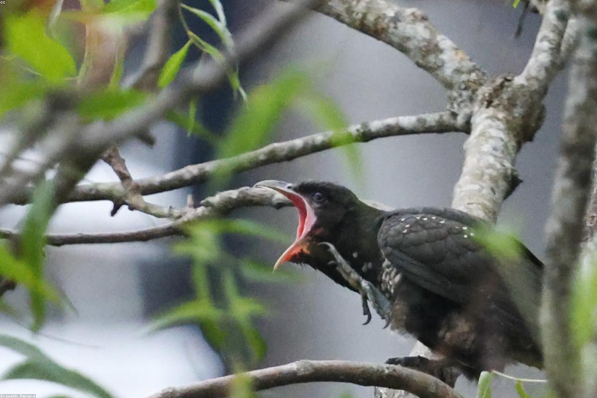 الدليل النهائي للميزانية في حديقة Henarathgoda النباتية