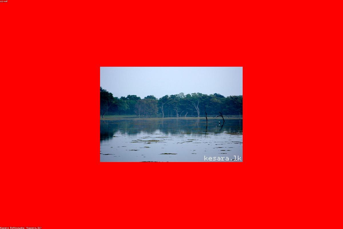 الدليل النهائي للحياة البرية في بيلانويلا بارك