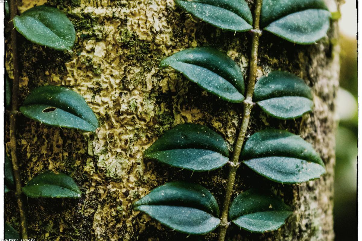 الدليل النهائي للحياة البرية في حديقة بوندالا الوطنية