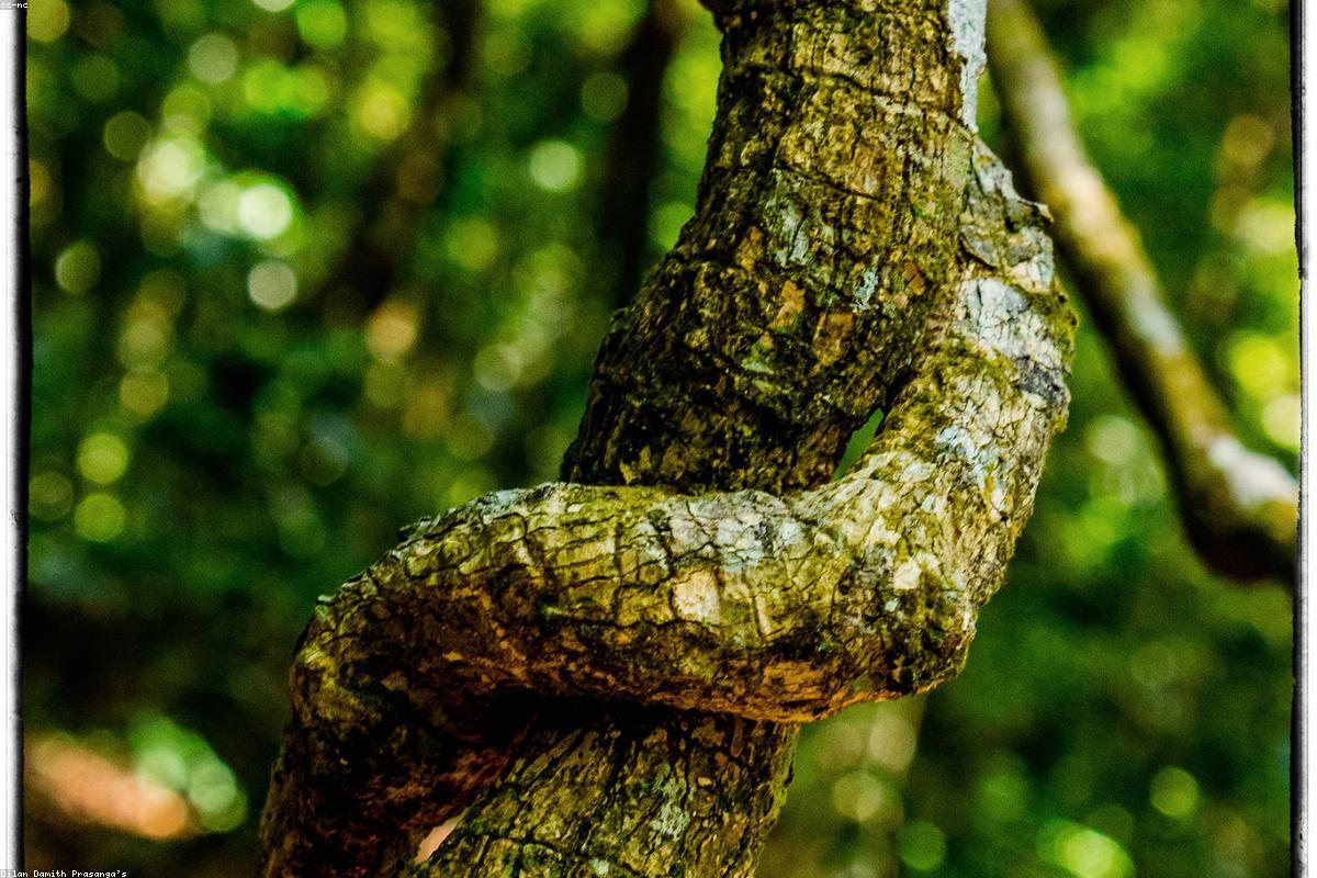 Top 11 things to do in Hakgala Botanical Garden this year