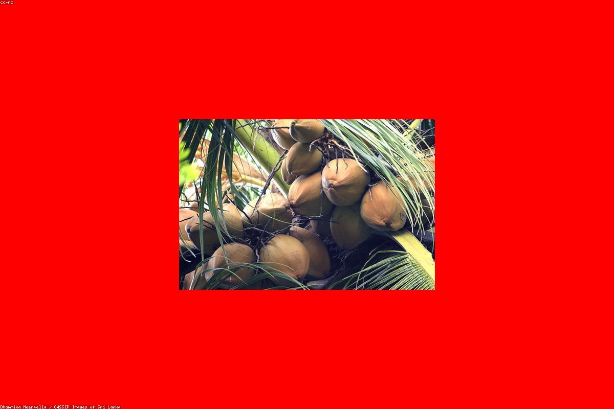 ذكريات لا تُنسى: رحلتي عبر بيلانويلا راجاماها فيهارايا