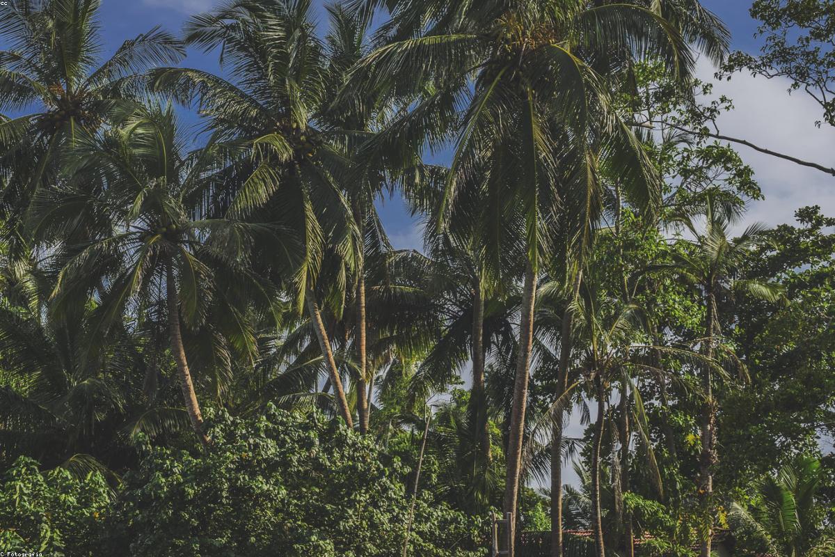 ذكريات لا تُنسى: رحلتي عبر مقعد ليبتون