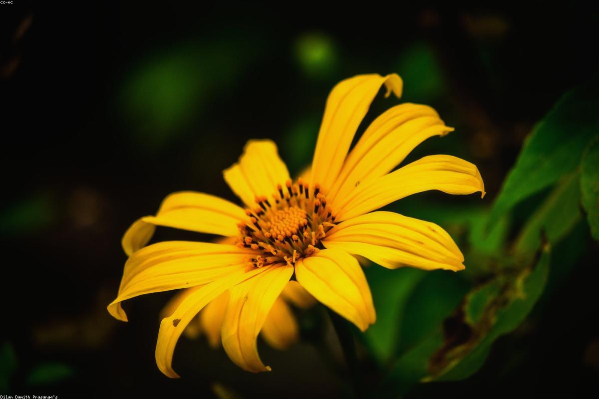 ذكريات لا تُنسى: رحلتي عبر موثيانغانا رجا مها فيهارا