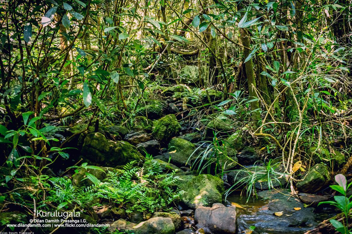 ذكريات لا تُنسى: رحلتي عبر شلالات سانت كلير