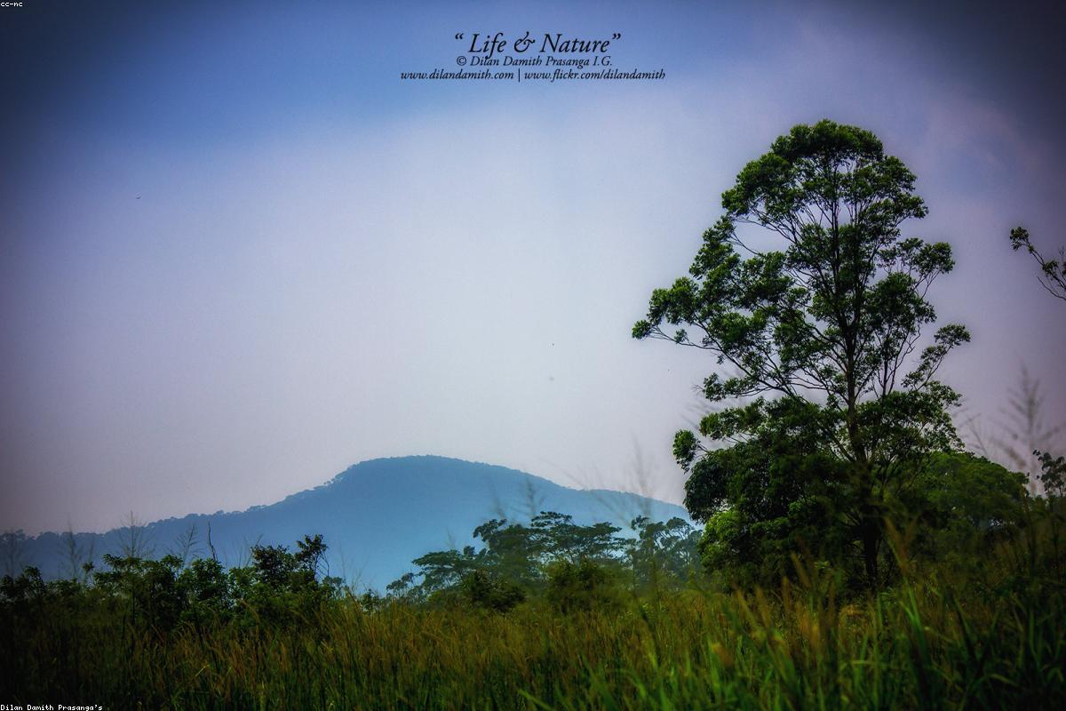 Where to find the best Wildlife in Kapparathota Beach