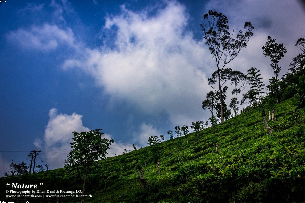 بحثًا عن الخمسة الكبار في سريلانكا