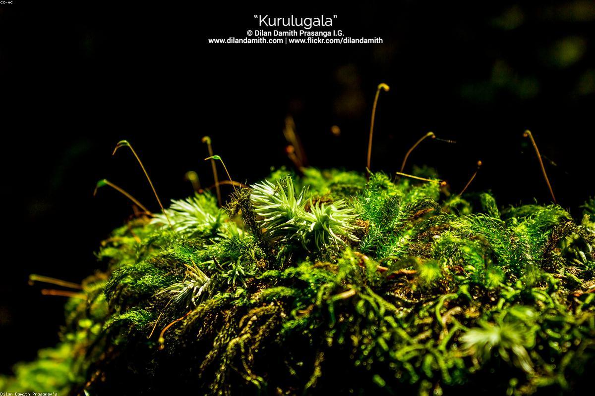 لماذا يعتبر باراكراما سامودرا ملاذًا مثاليًا للتصوير الفوتوغرافي